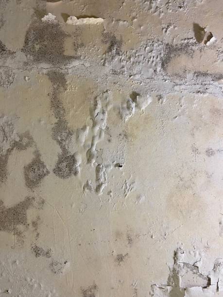 Best Certified Mold Removal  in Waggaman, LA