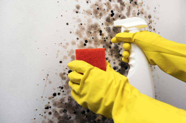 Best Crawl Space Mold Removal  in Waggaman, LA